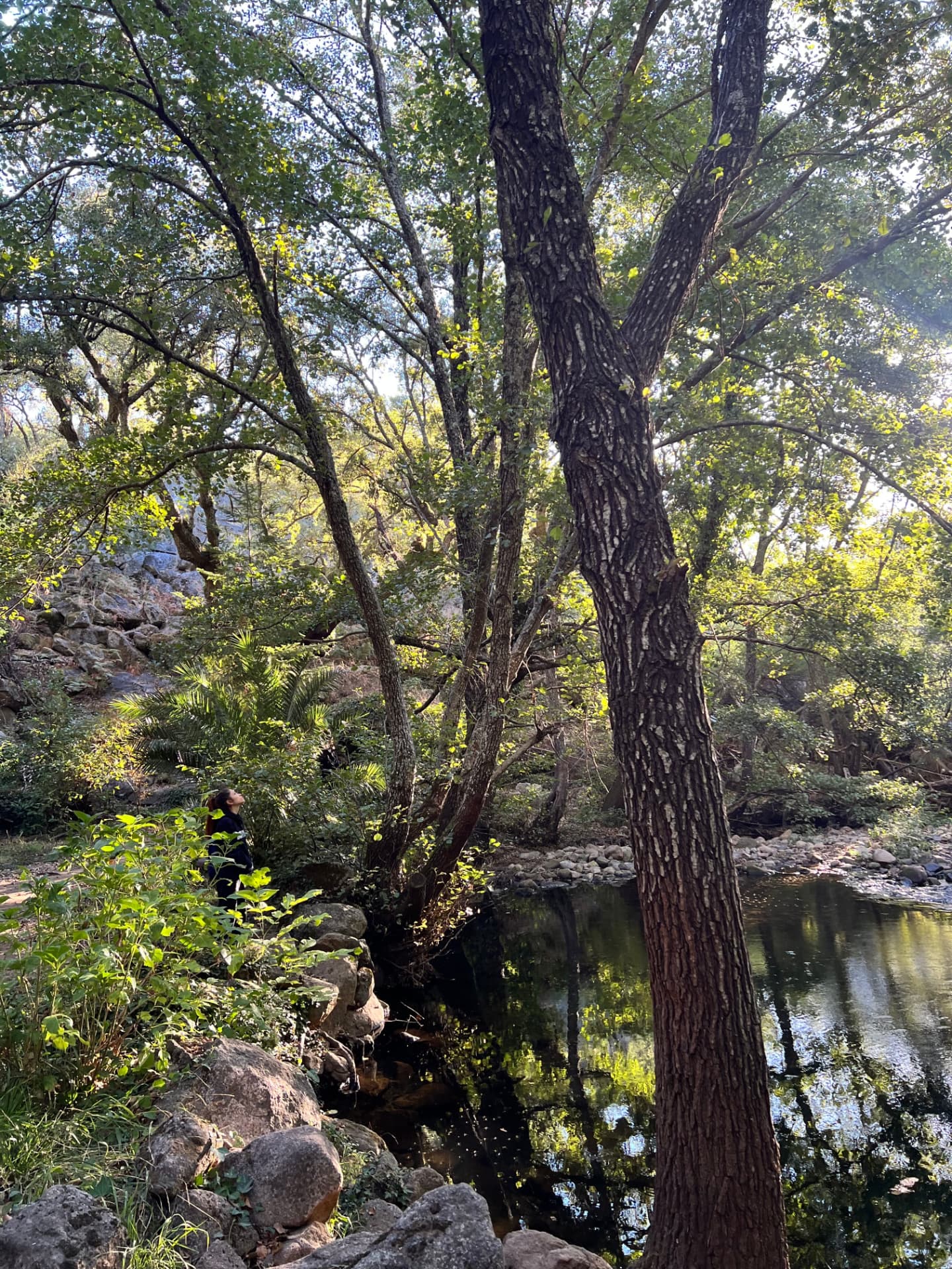 Woman standing among tall trees beside a still forest river